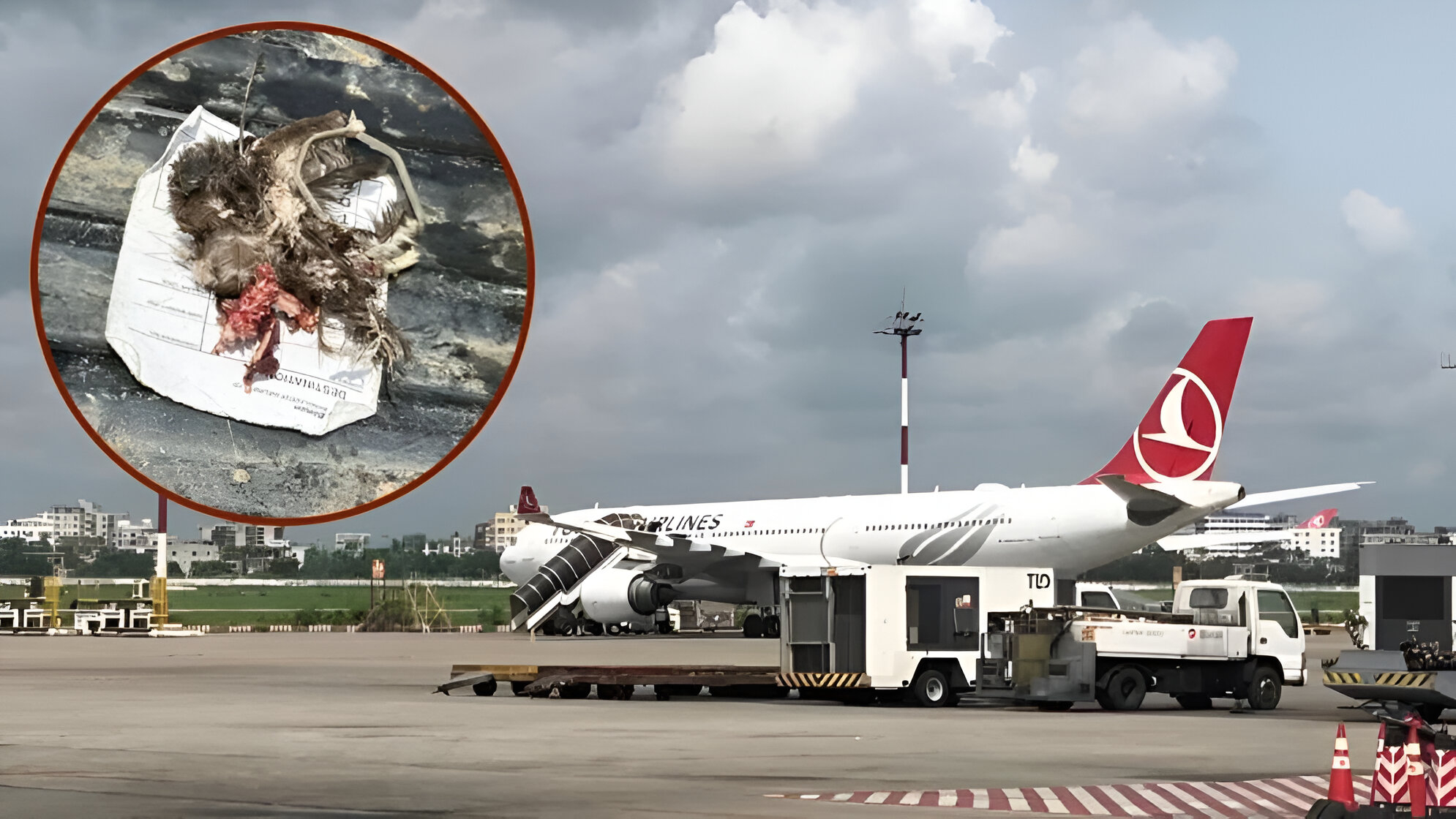 তার্কিশ এয়ারলাইন্সের বিমানে আগুন, পাইলটের দক্ষতায় রক্ষা পেলেন ২৯১ যাত্রী